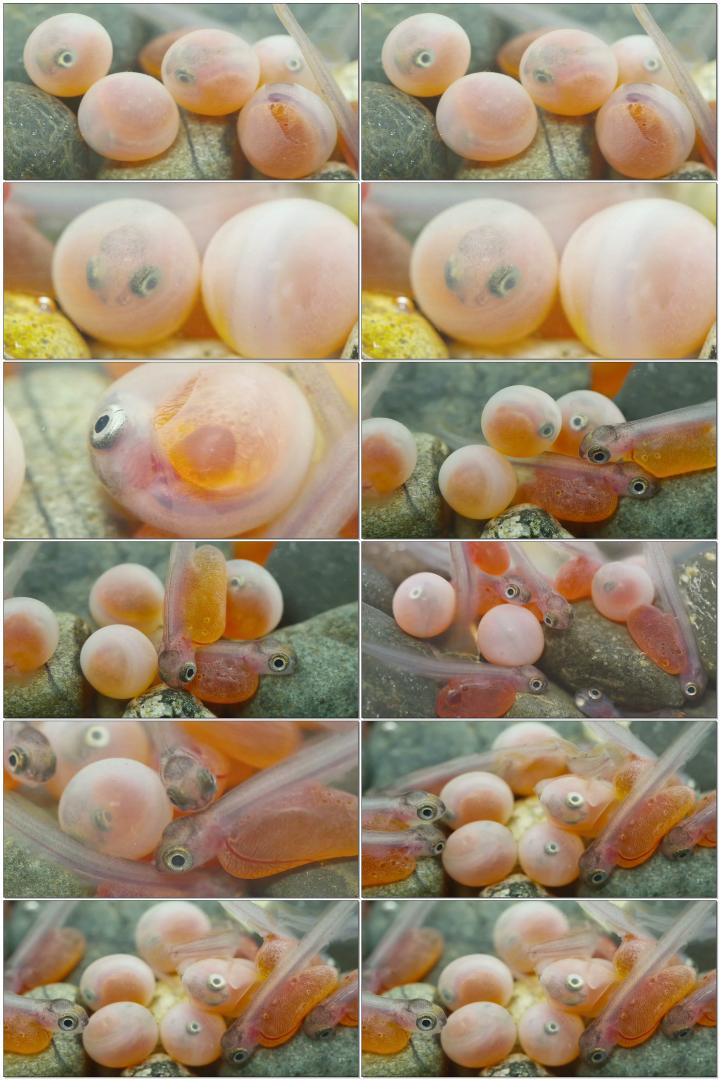 鱼卵产卵鱼卵实拍生命新生命诞生水产鱼类鱼苗小鱼海产水产品水产养殖