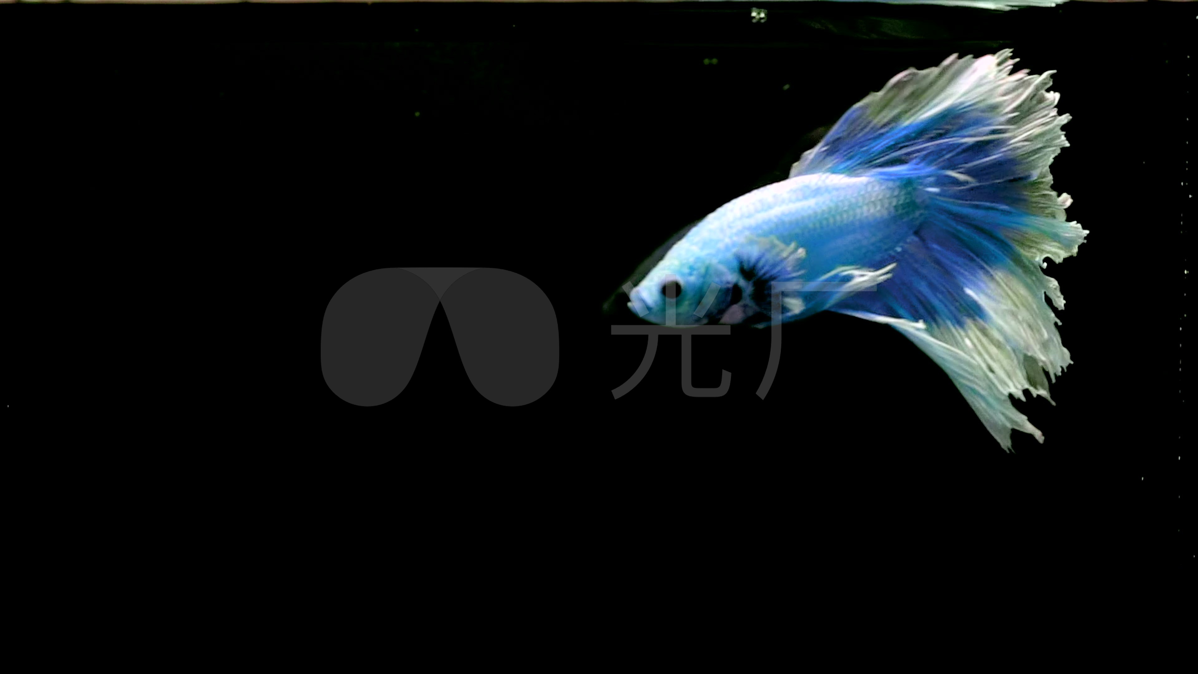 唯美斗鱼意境_3840x2160_高清视频素材下载(编号:)