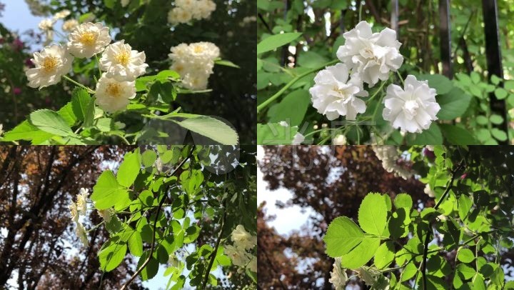 实拍鲜花植物花卉白色蔷薇花蔷薇蔷薇花花朵白花阳光