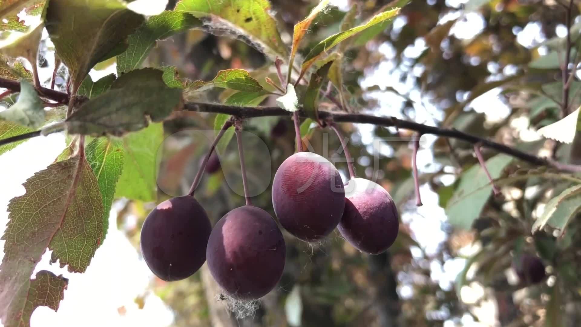 植物水果西梅李子树山李子