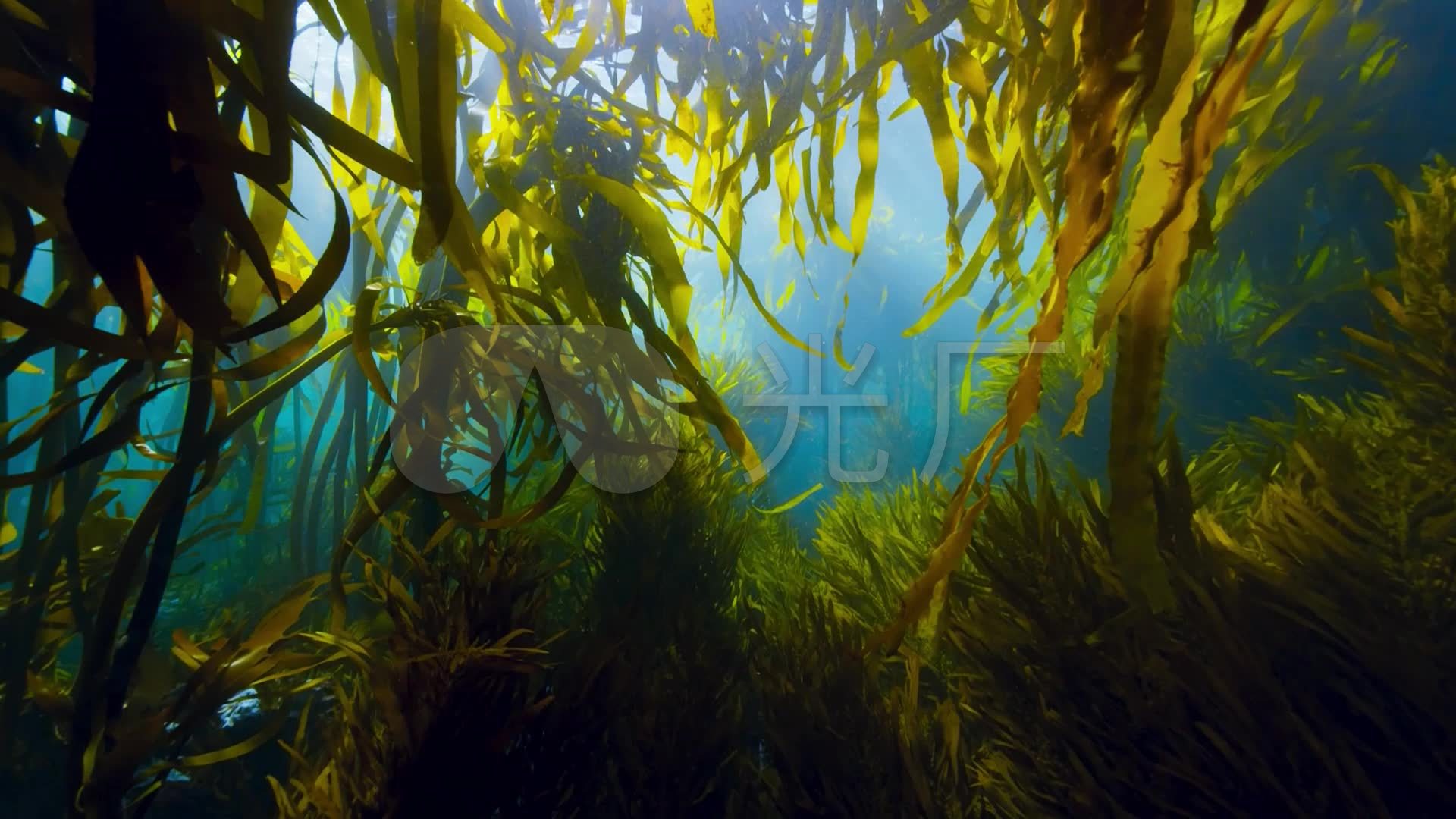 海带海藻_1920x1080_高清视频素材下载(编号:2568616)_实拍视频_vj师