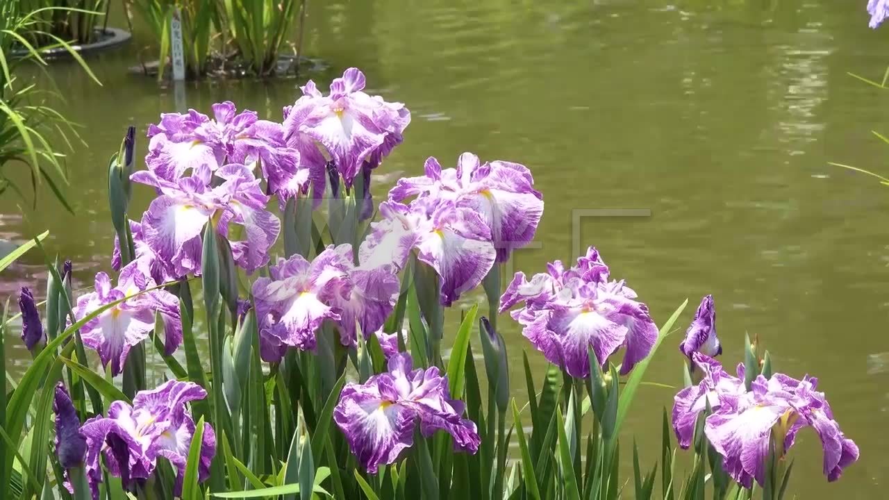 美丽的水中花卉植物