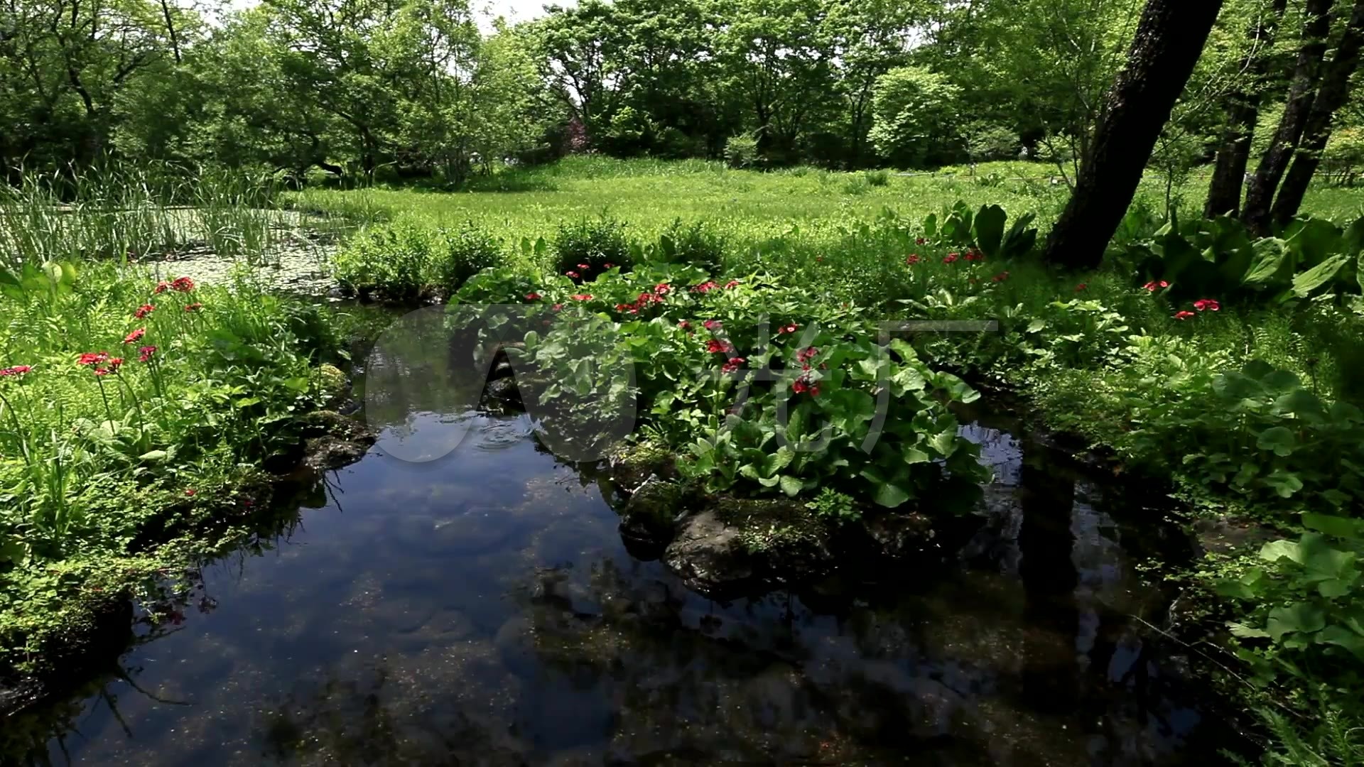 神奈川箱根湿地花园_1920x1080_高清视频素材下载(:)