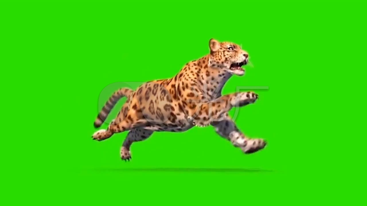 奔跑的猎豹绿屏抠图素材_1280x720_高清视频素材下载