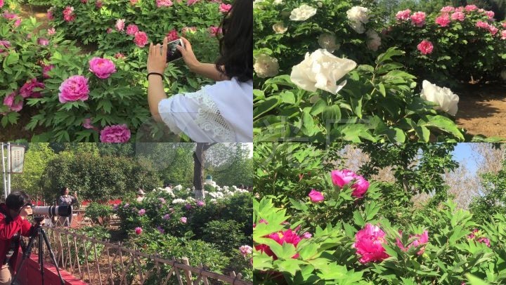 牡丹园游人观赏拍摄牡丹花