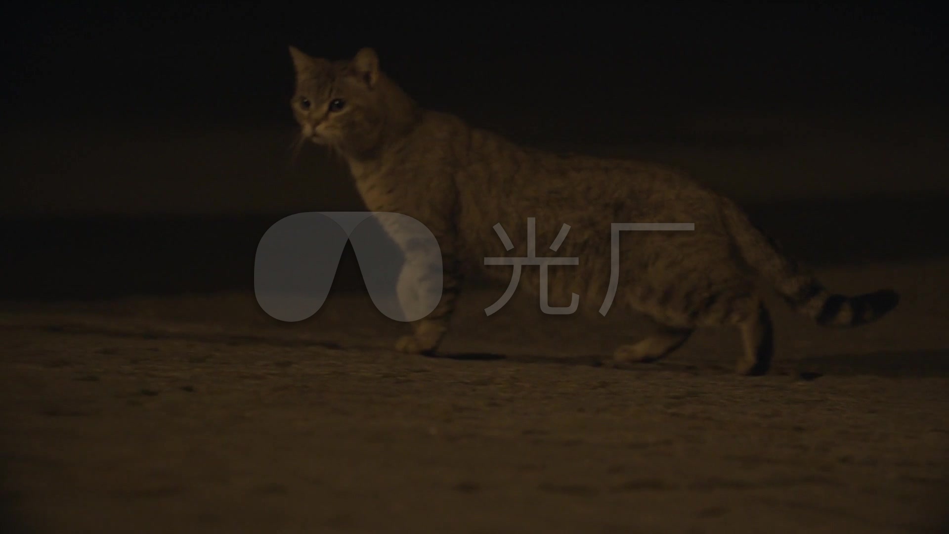 夜晚猫捉老鼠_1920x1080_高清视频素材下载(编号:)
