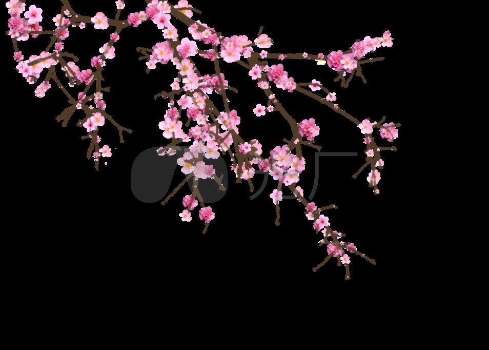 桃树枝桃花生长通道02