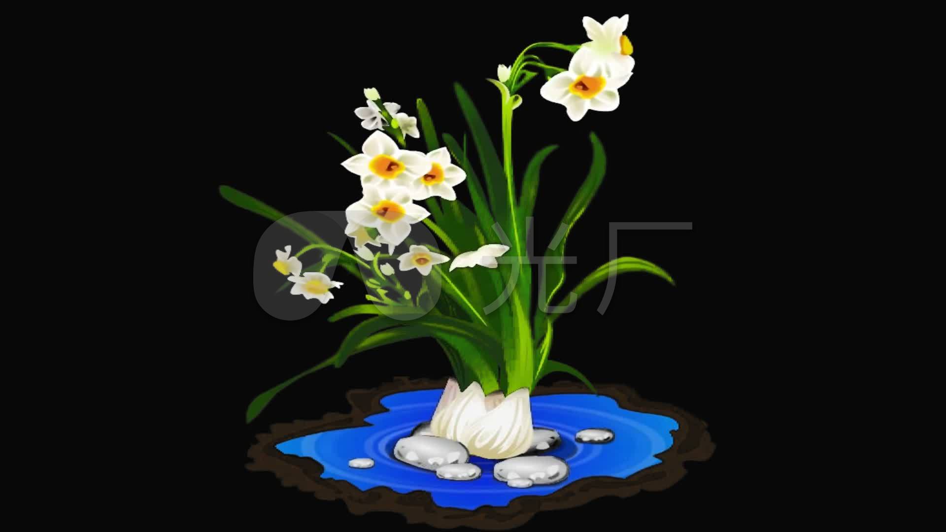 卡通水仙花植物