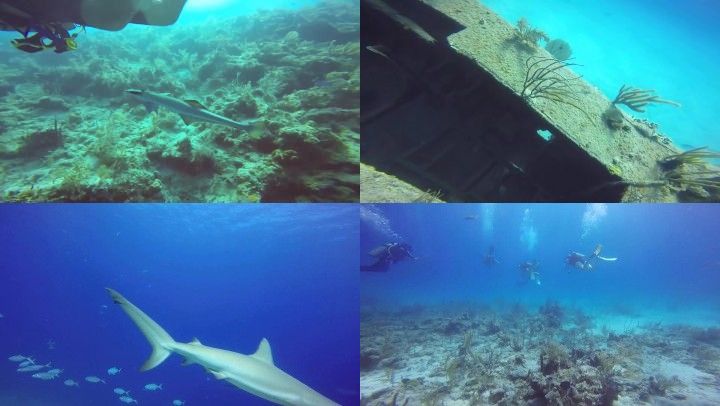 哟画质举报 海底潜水潜水运动潜水海底世界海底游鱼海洋生物保护海