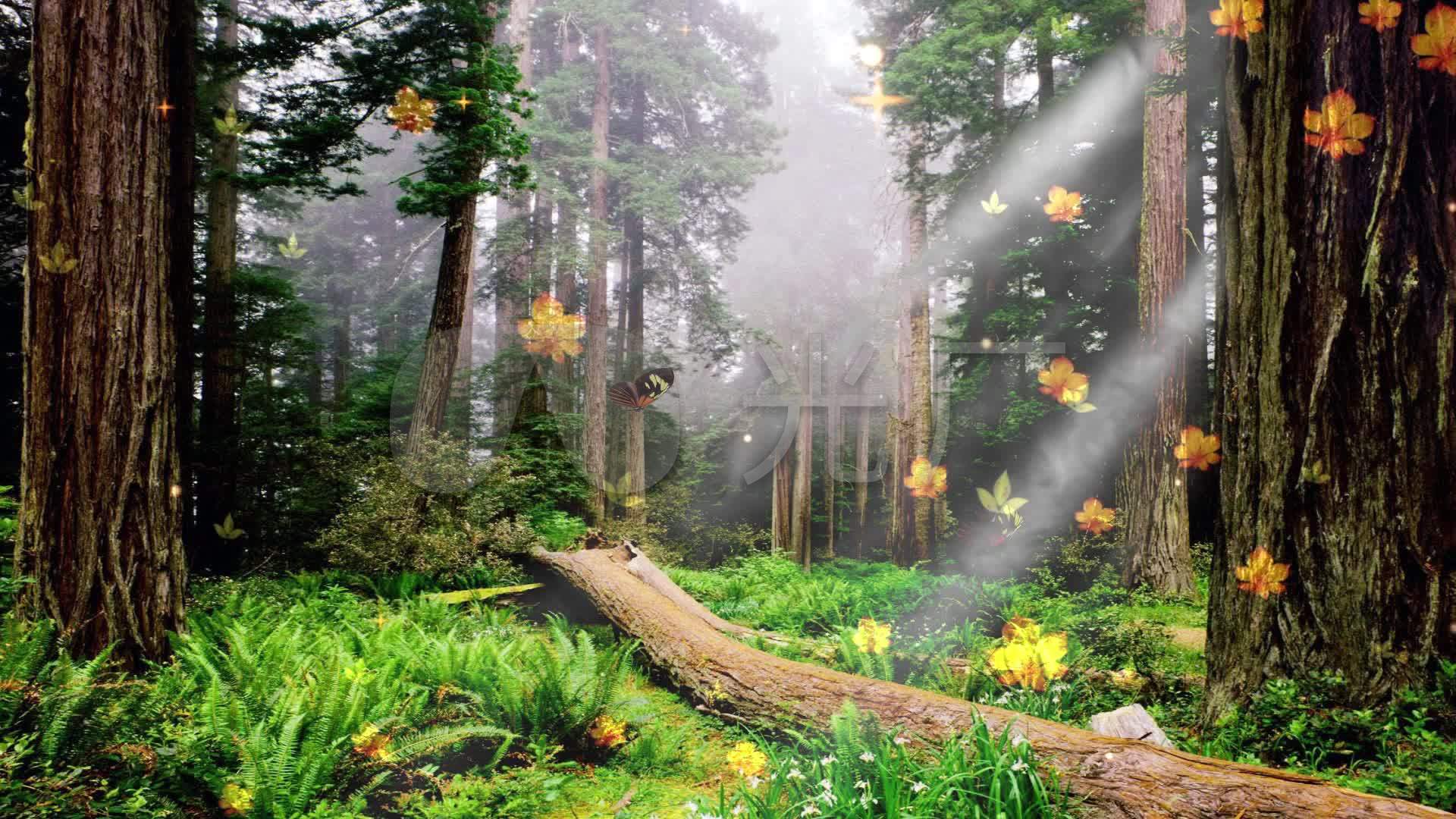童话蝴蝶丛林仙境背景_1920x1080_高清视频素材下载