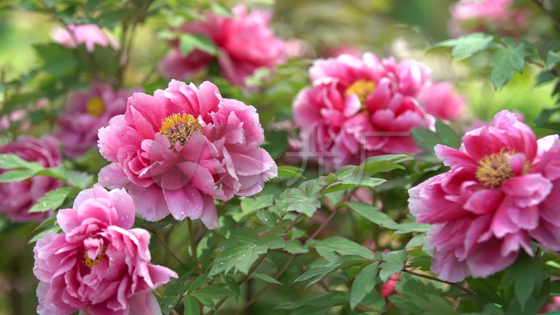 牡丹花壁纸1080,牡丹花壁纸手机壁纸 牡丹花_1920x1080_高清视频素材下载(编号:2594237)