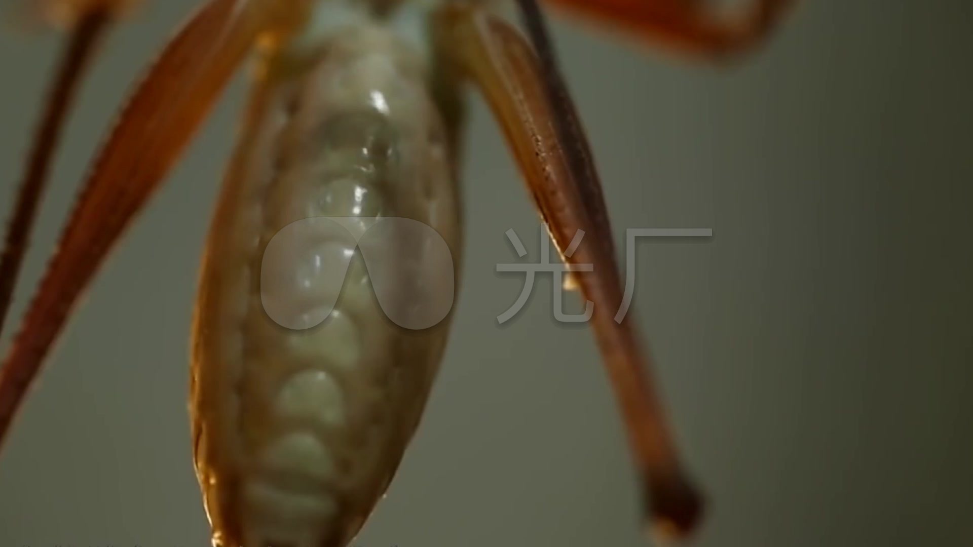 蝈蝈昆虫虫子小蝈蝈爬动_1920x1080_高清视频素材下载(编号:2594632)