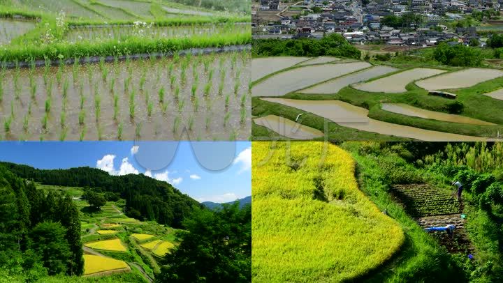 农业生产农作物水稻生长稻田粮食种植农产品大米非转基因农业示范基地