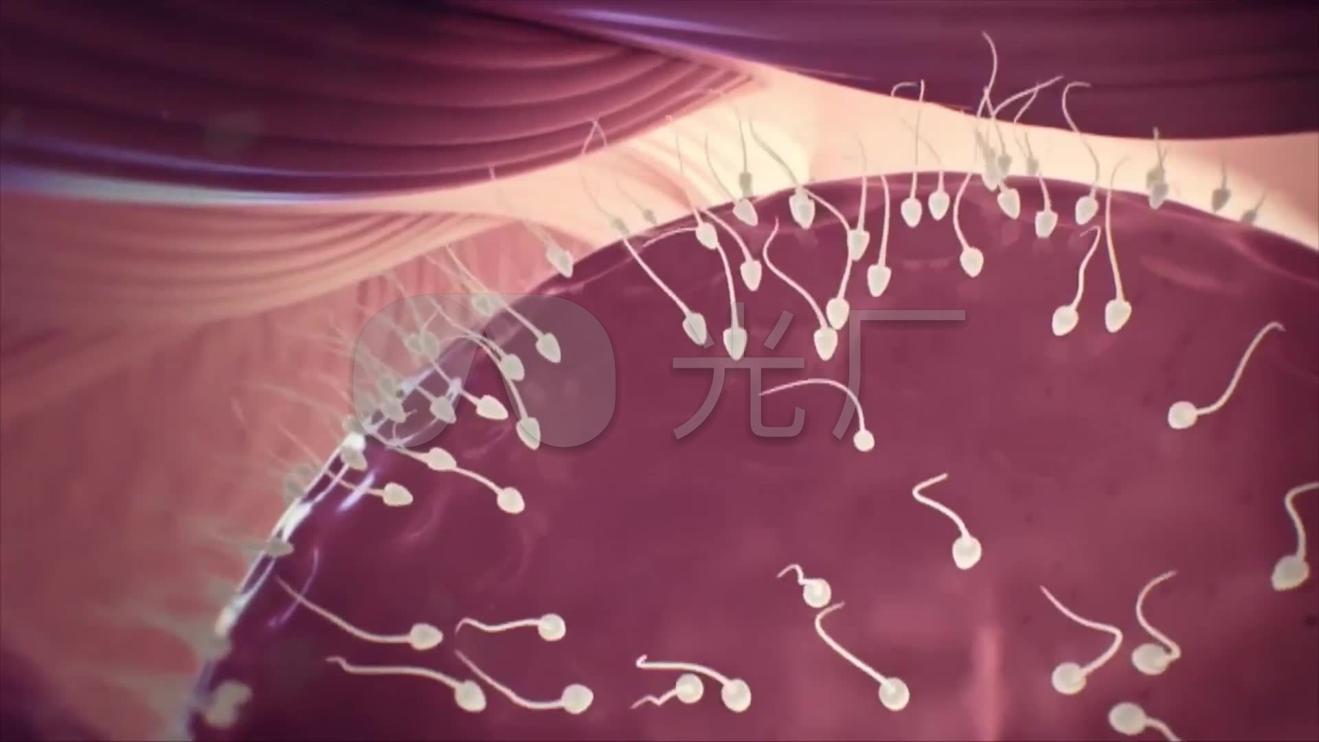 精子卵子受精怀孕(精品系列)_1920x1080_高清视频素材