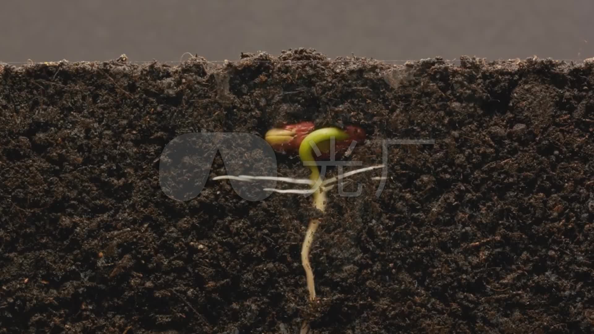 植物在土壤中的生长过程