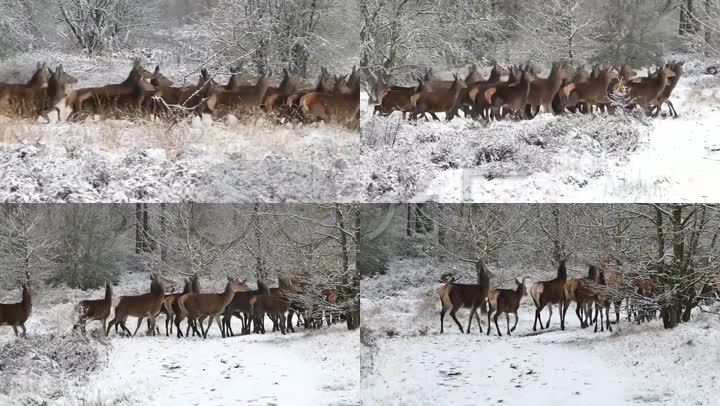 冬季雪景风景动物鹿实拍