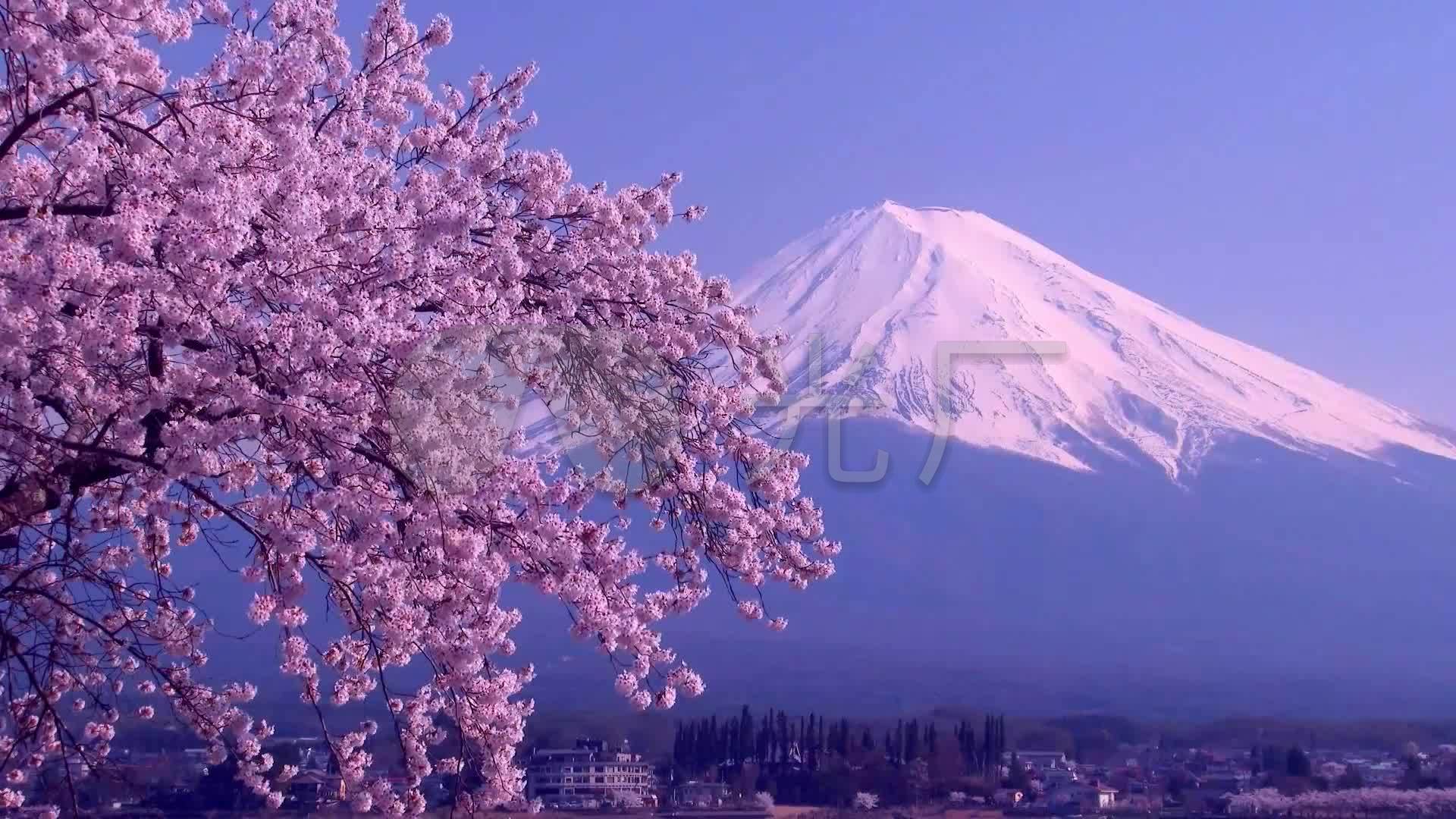 富士山美丽樱花高清实拍视频素材_1920x1080_高清视频