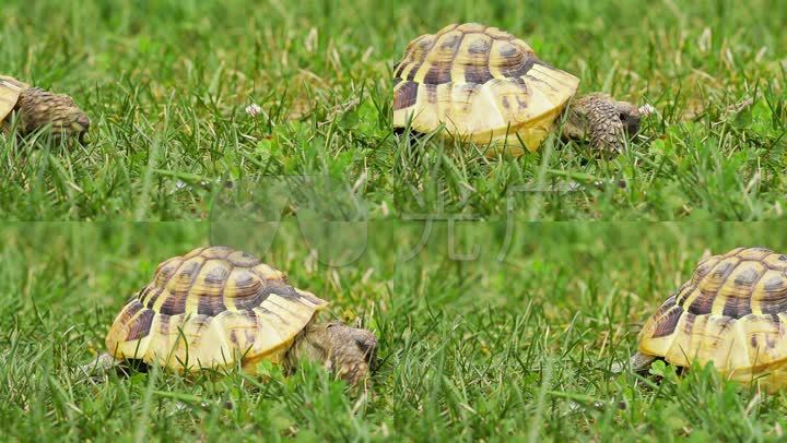 草地上爬行的乌龟