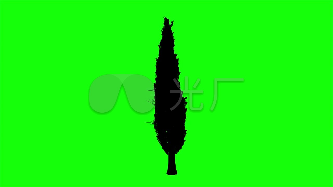 绿屏抠像意大利柏树剪影