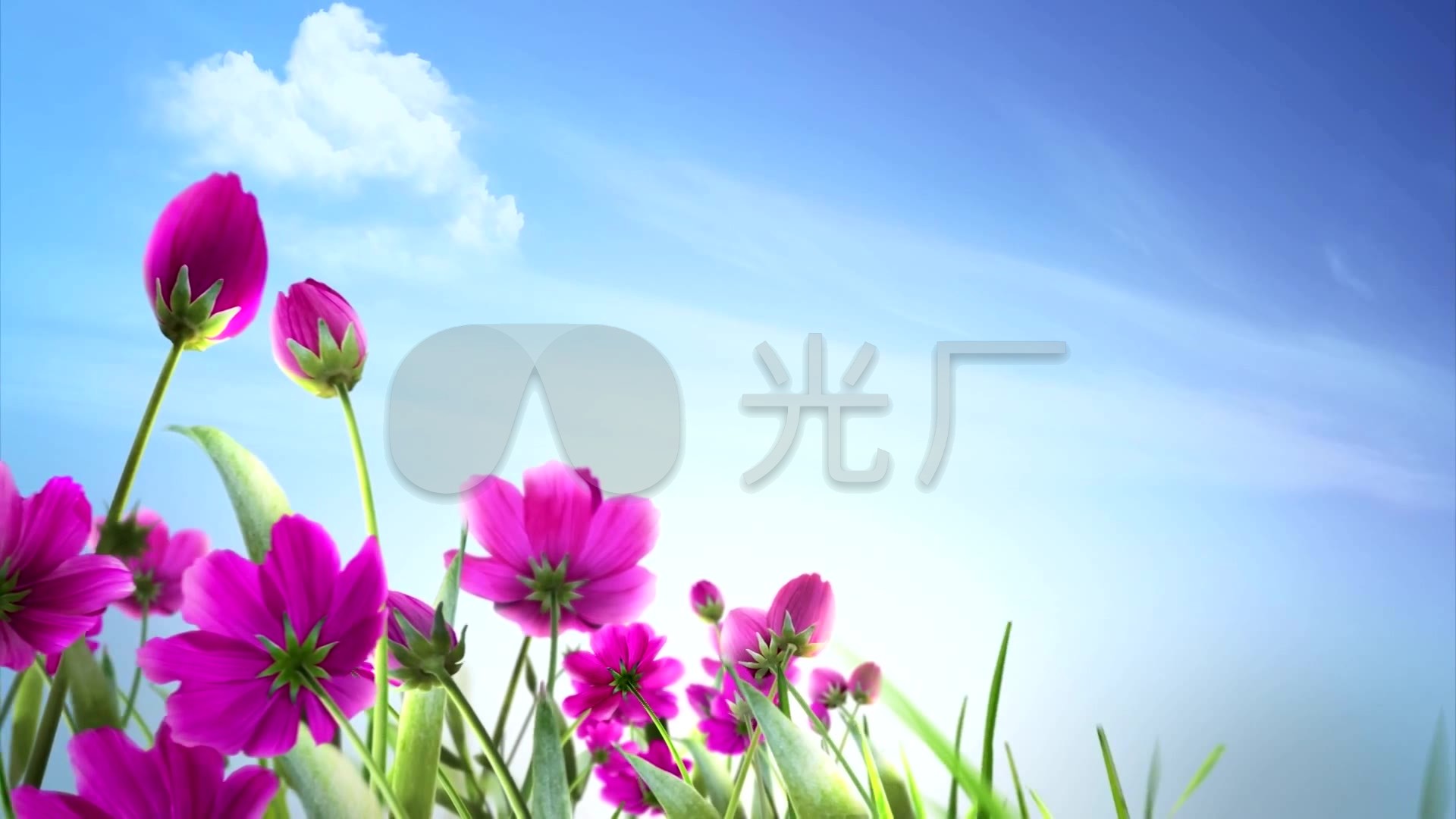 唯美蓝天背景下美丽的鲜花视频背景_1920x1080_高清视频素材下载(编号