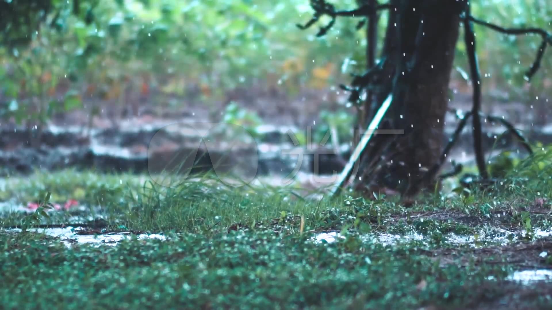 雨季阴雨,水滴植物,房檐滴落_1920x1080_高清视频素材下载(编号