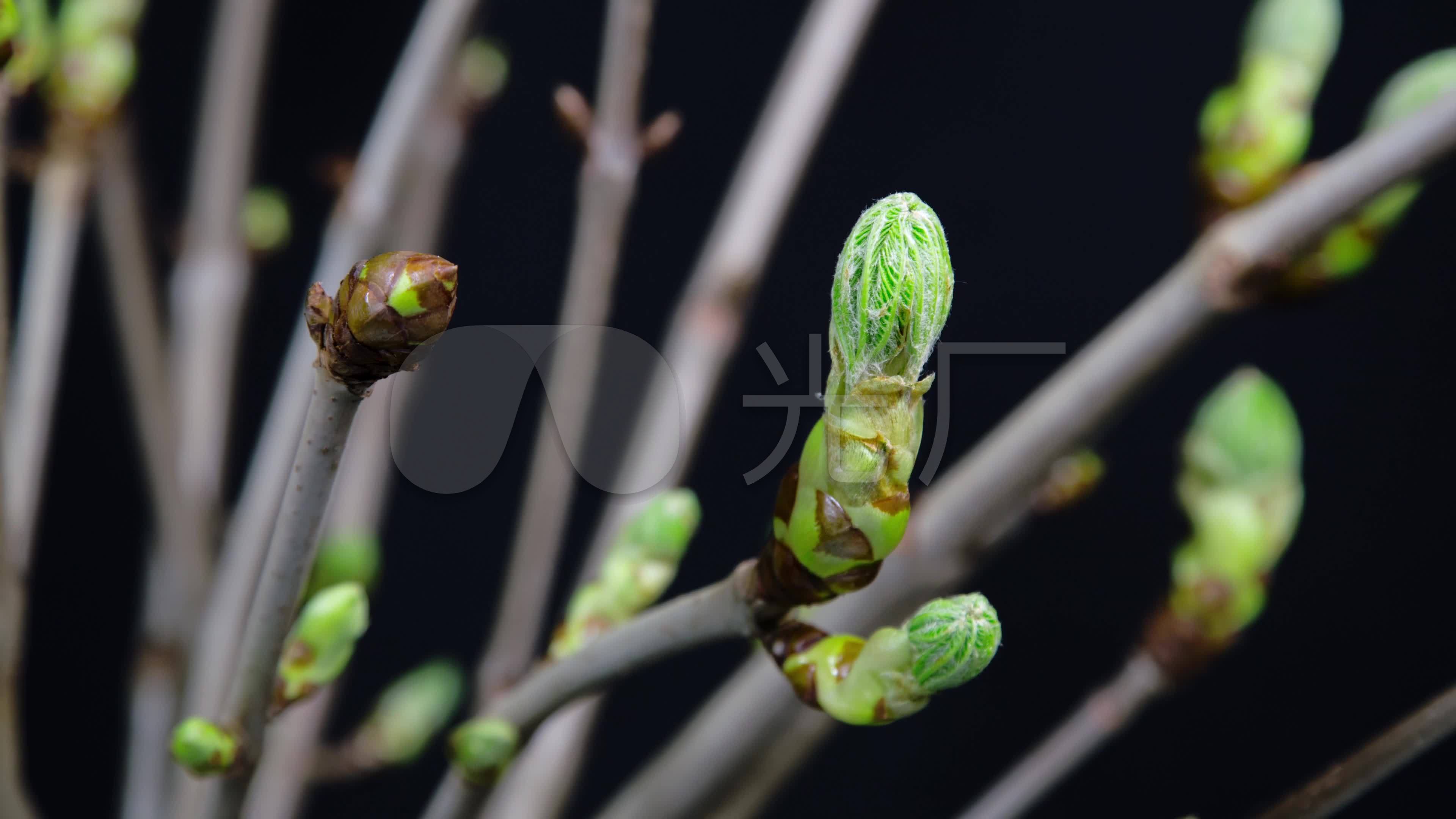4k树发芽栗树枝头发芽延时新生命_3840x2160_高清视频素材下载(编号