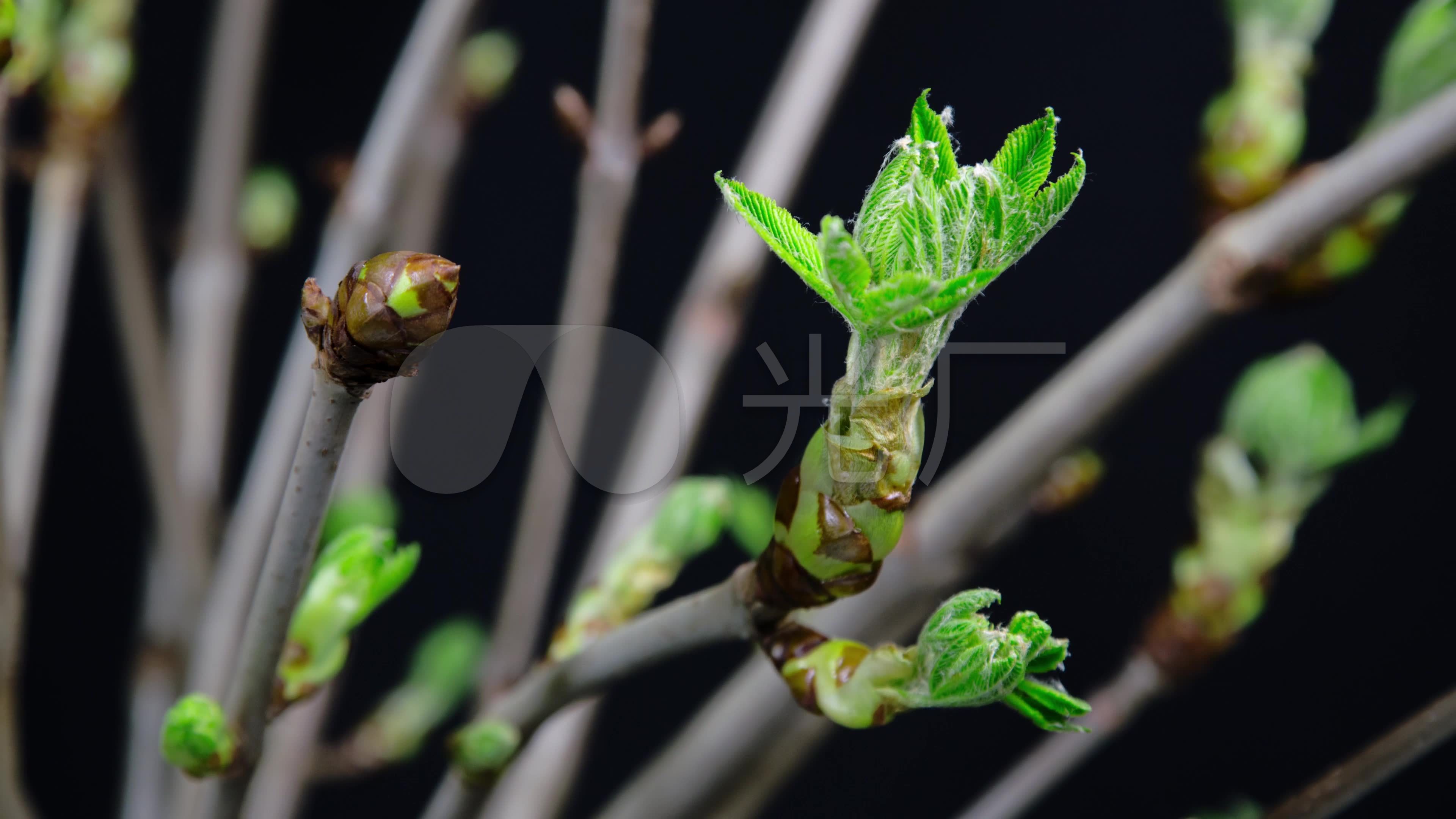 4k树发芽栗树枝头发芽延时新生命_3840x2160_高清视频素材下载(编号