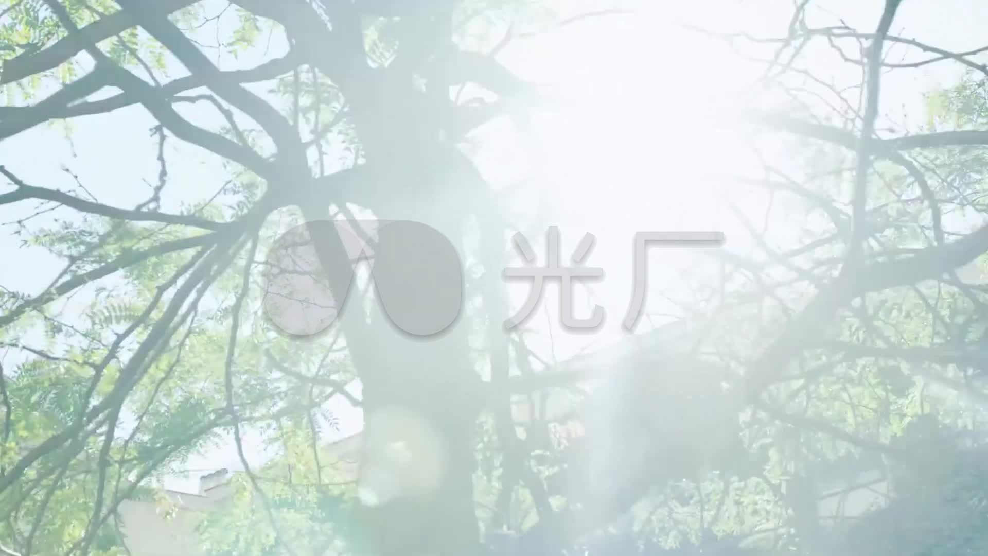 晴天阳光树木绿叶