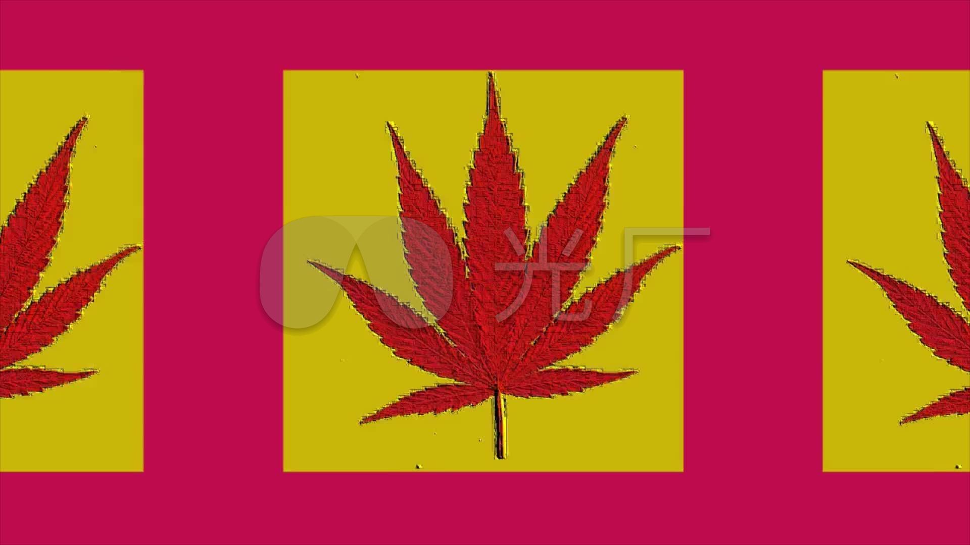 大麻叶子枫叶树叶野人部落秀素材图片