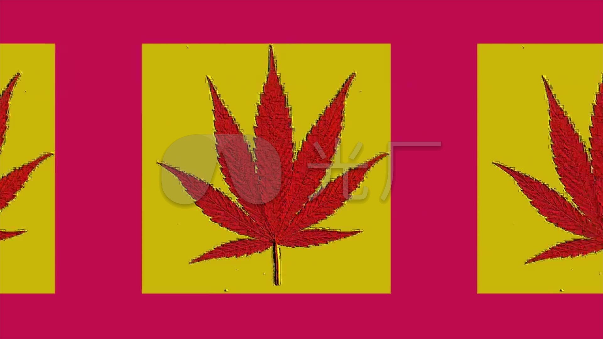 大麻叶子枫叶树叶野人部落秀素材图片
