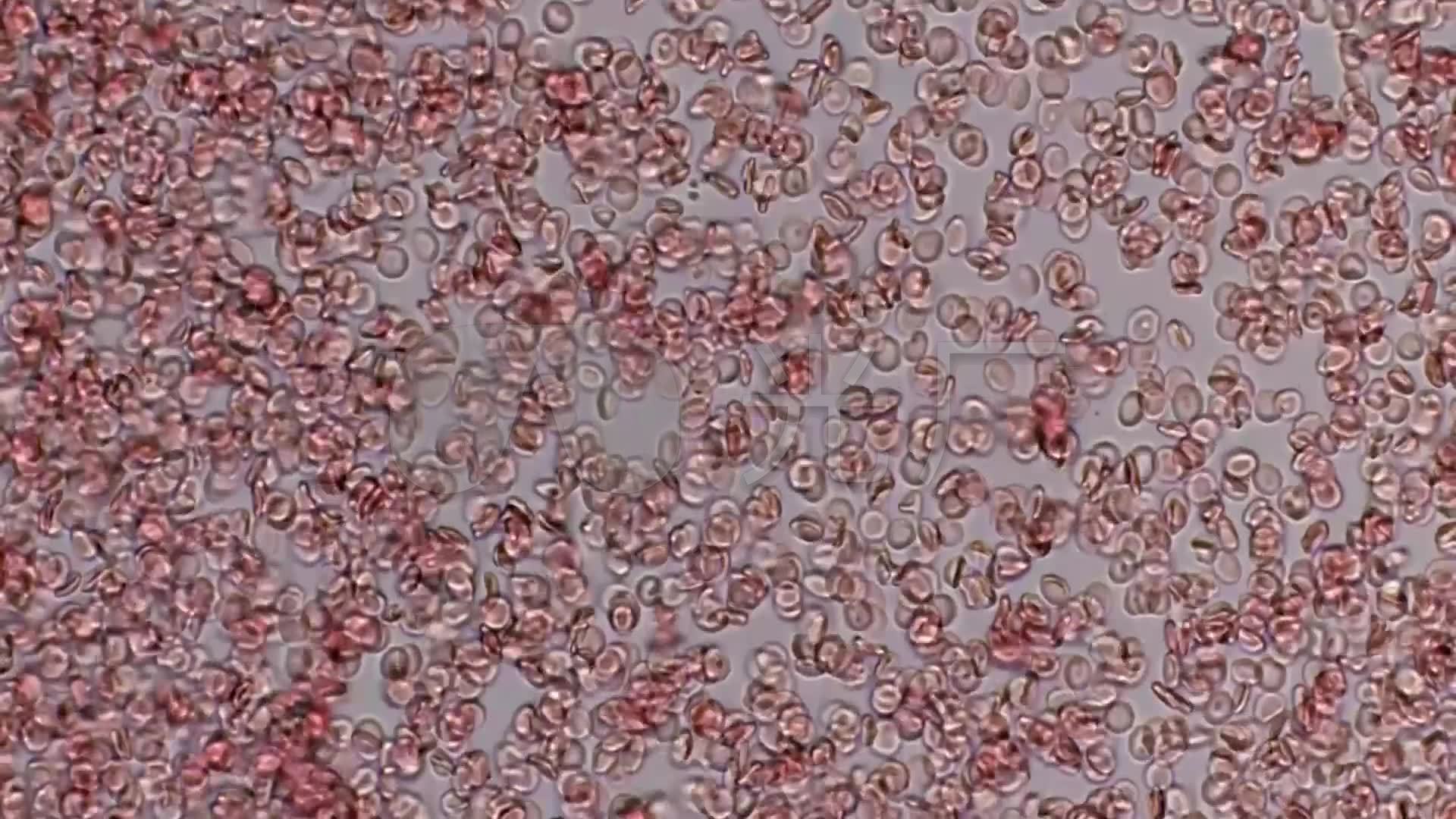 显微镜下的毛细血管血液流动_红细胞红血球_1920x1080