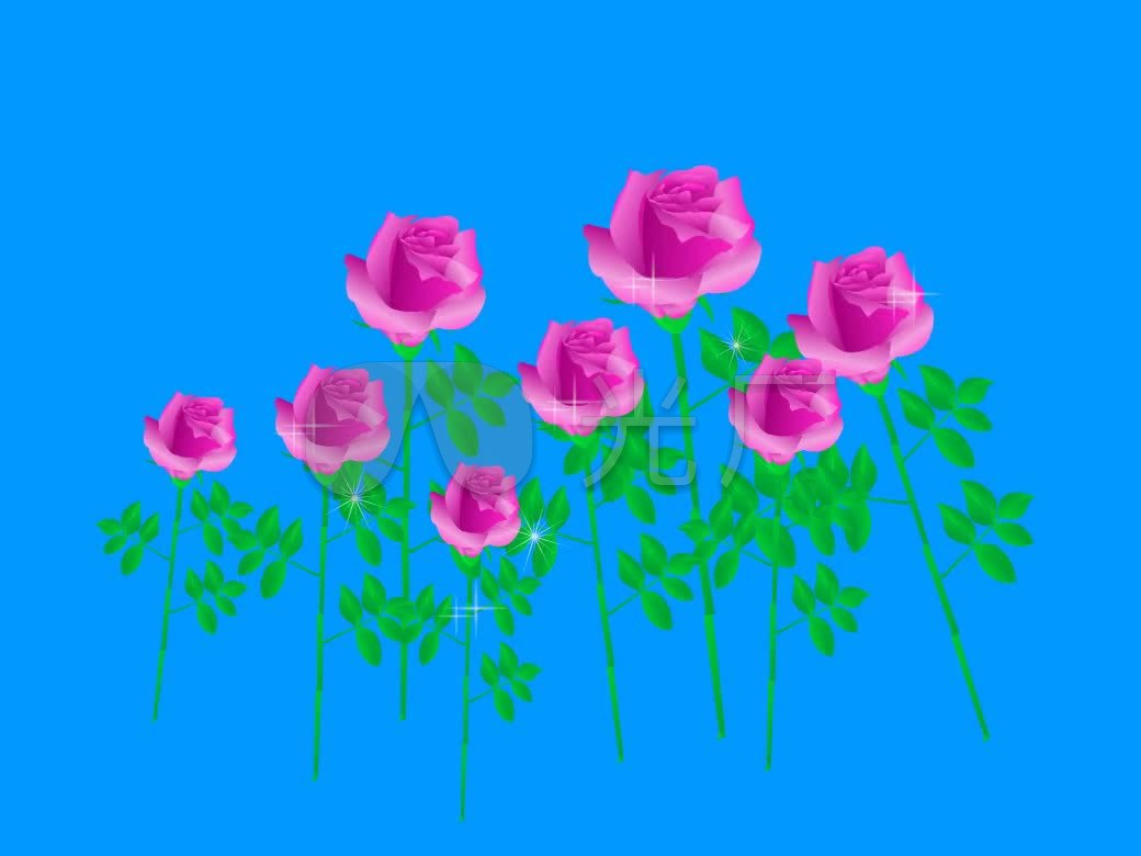 八朵鲜艳的玫瑰花植物