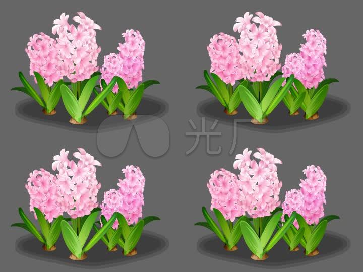 卡通开花的风信子植物可抠像素材
