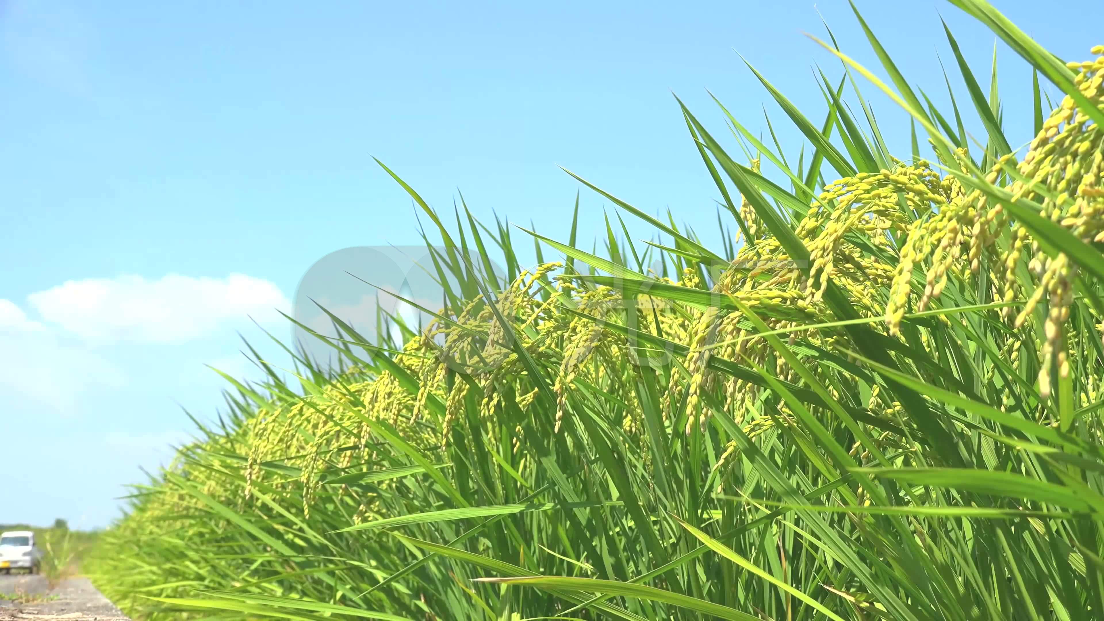 水稻田金黄稻谷4k_3840x2160_高清视频素材下载(编号