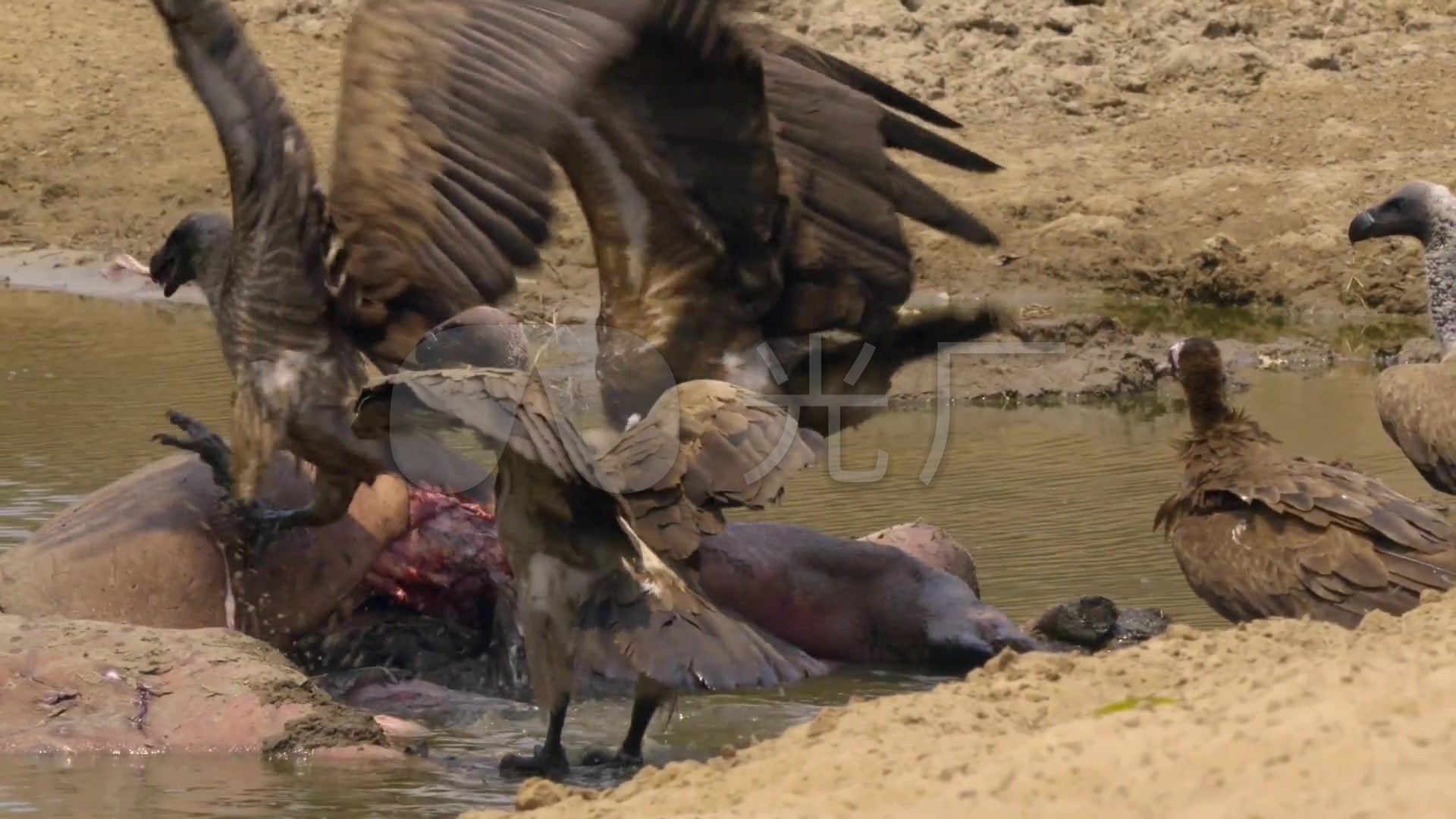狮子吃河马捕杀秃鹫秃鹰食物食物链_1920x1080_高清