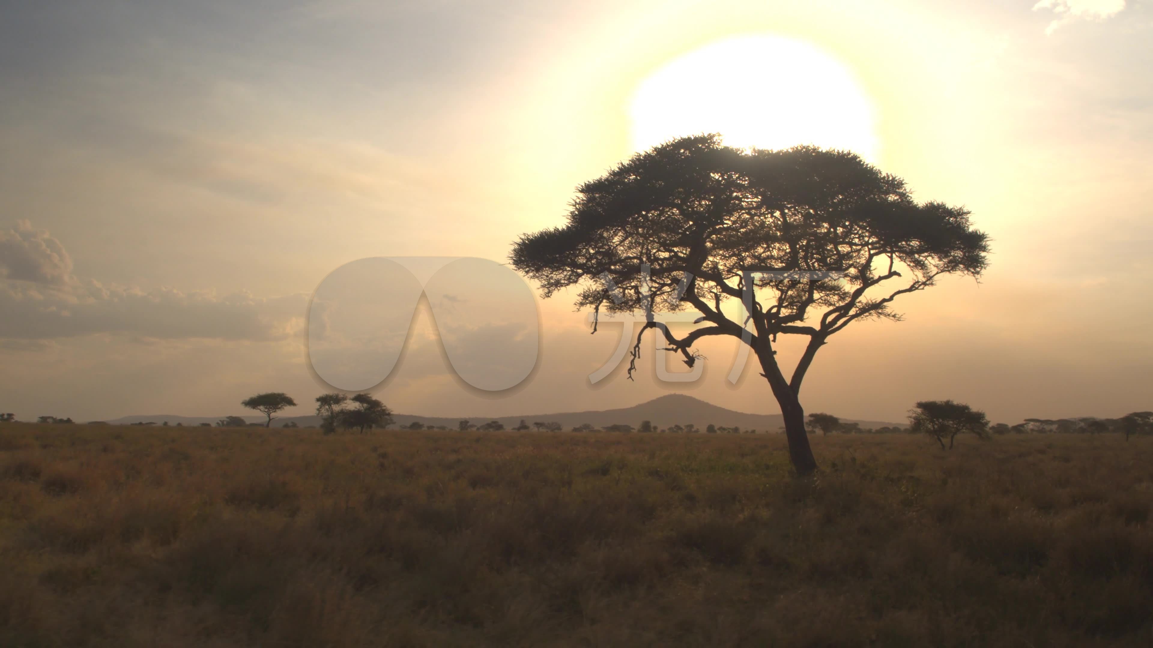 非洲大草原动物草原中非苏丹肯尼_3840x2160_高清视频