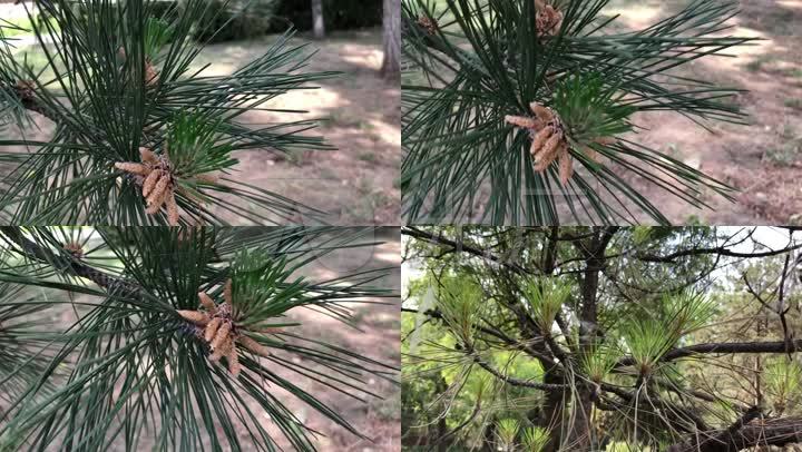 实拍高清植物松树针叶松图片