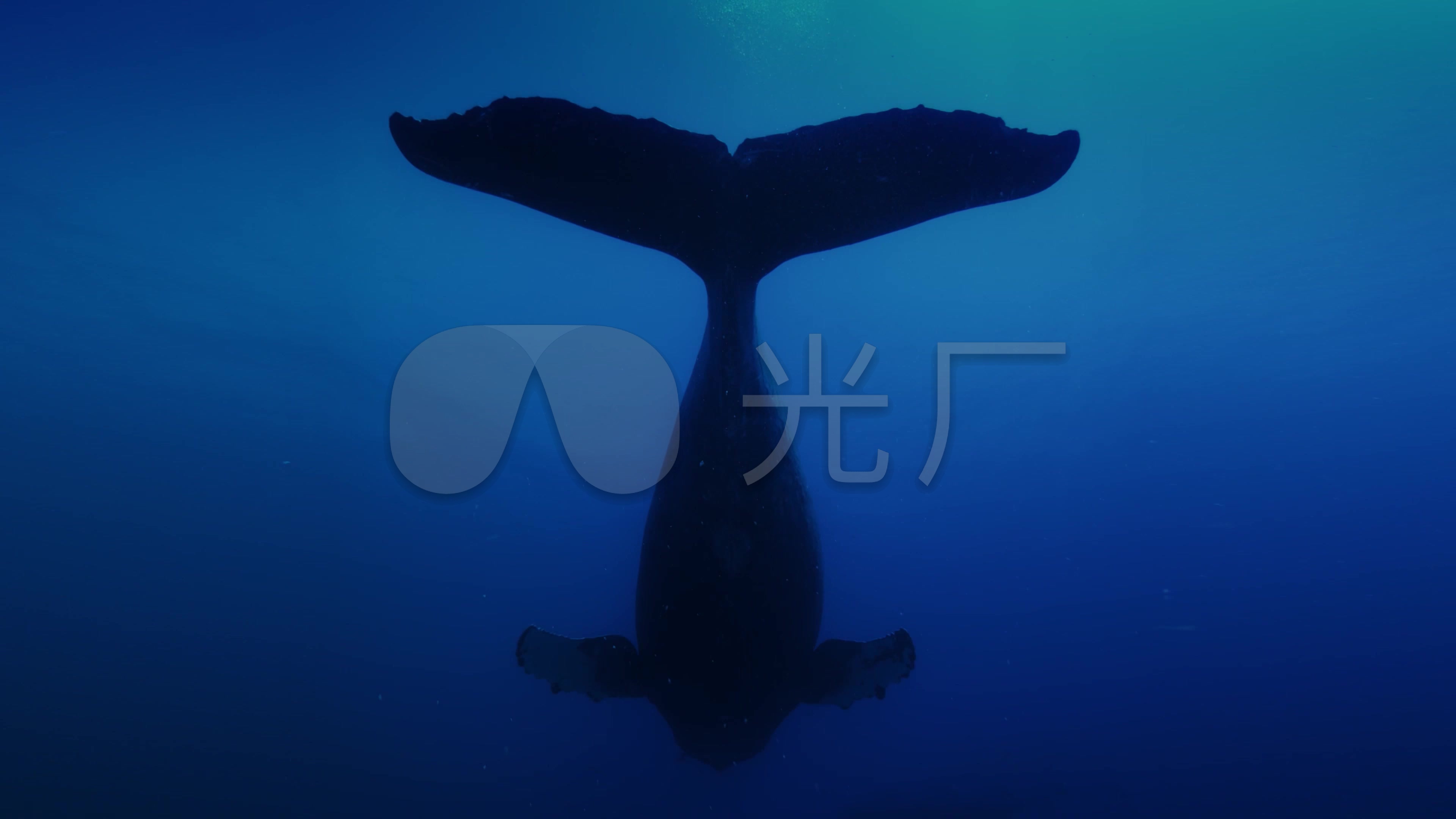 4k座头鲸深海大海鲸鱼_3840x2160_高清视频素材下载