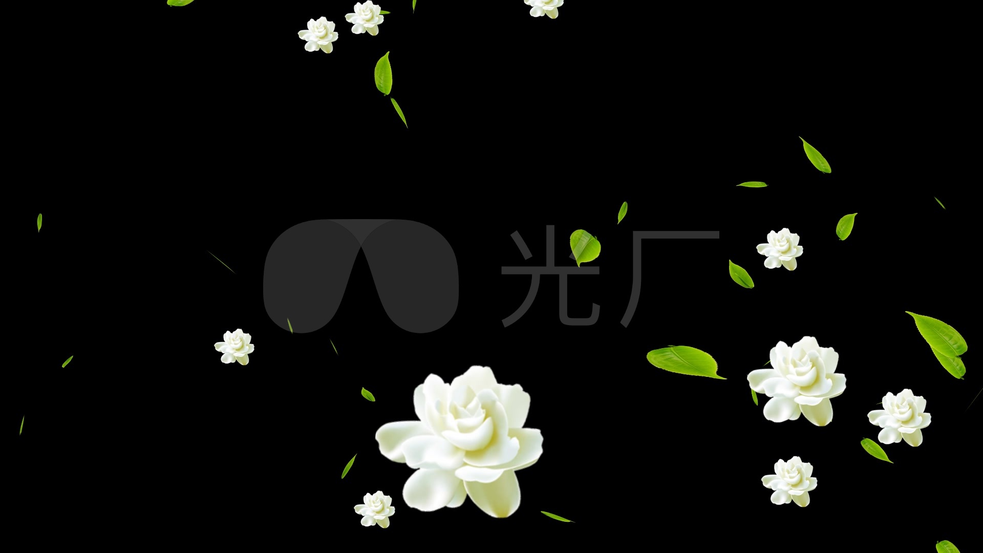 茉莉花绿叶飘落透明背景带通道_1920x1080_高清视频素材下载(编号