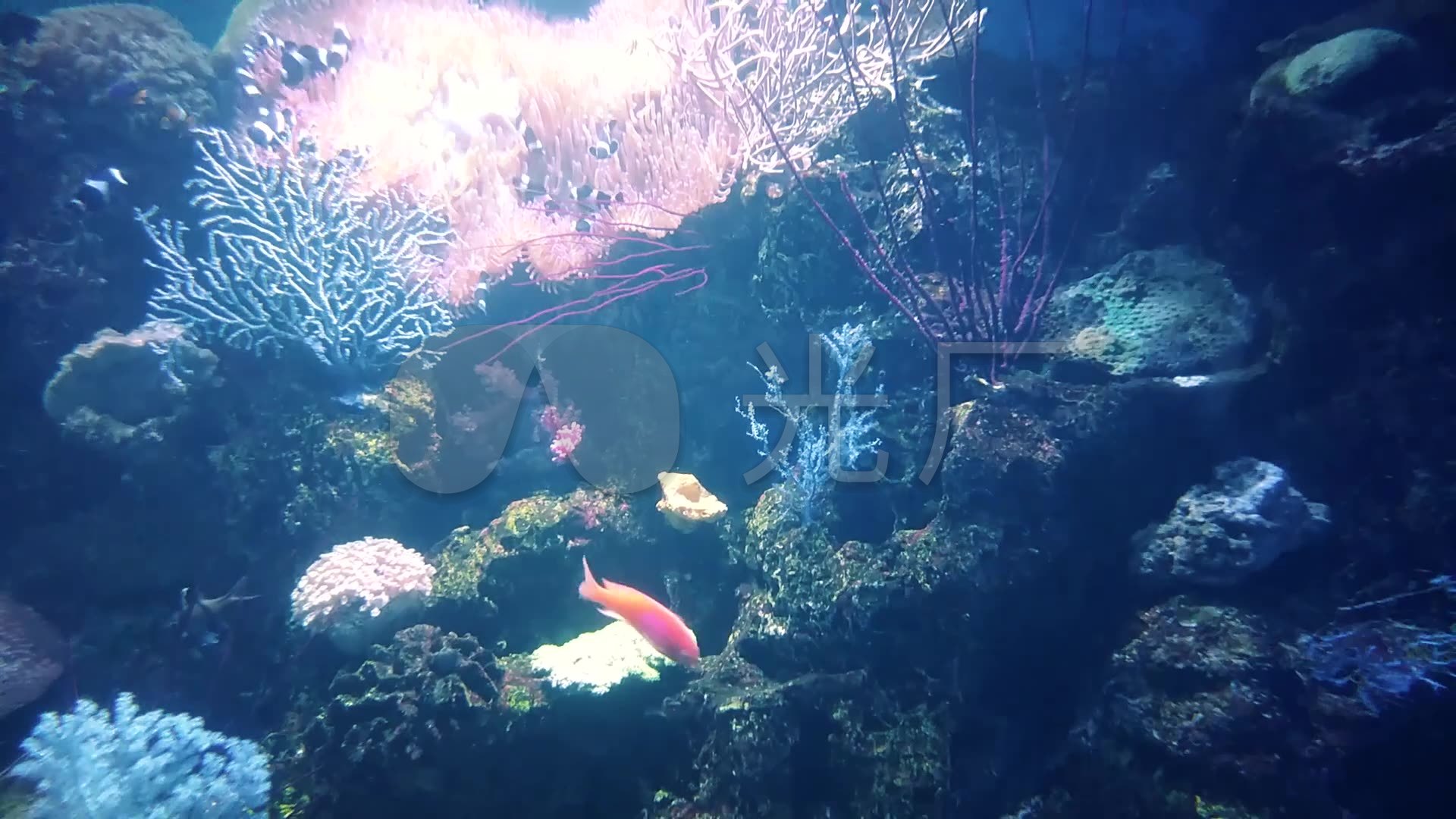 海底鱼群世界摄影素材
