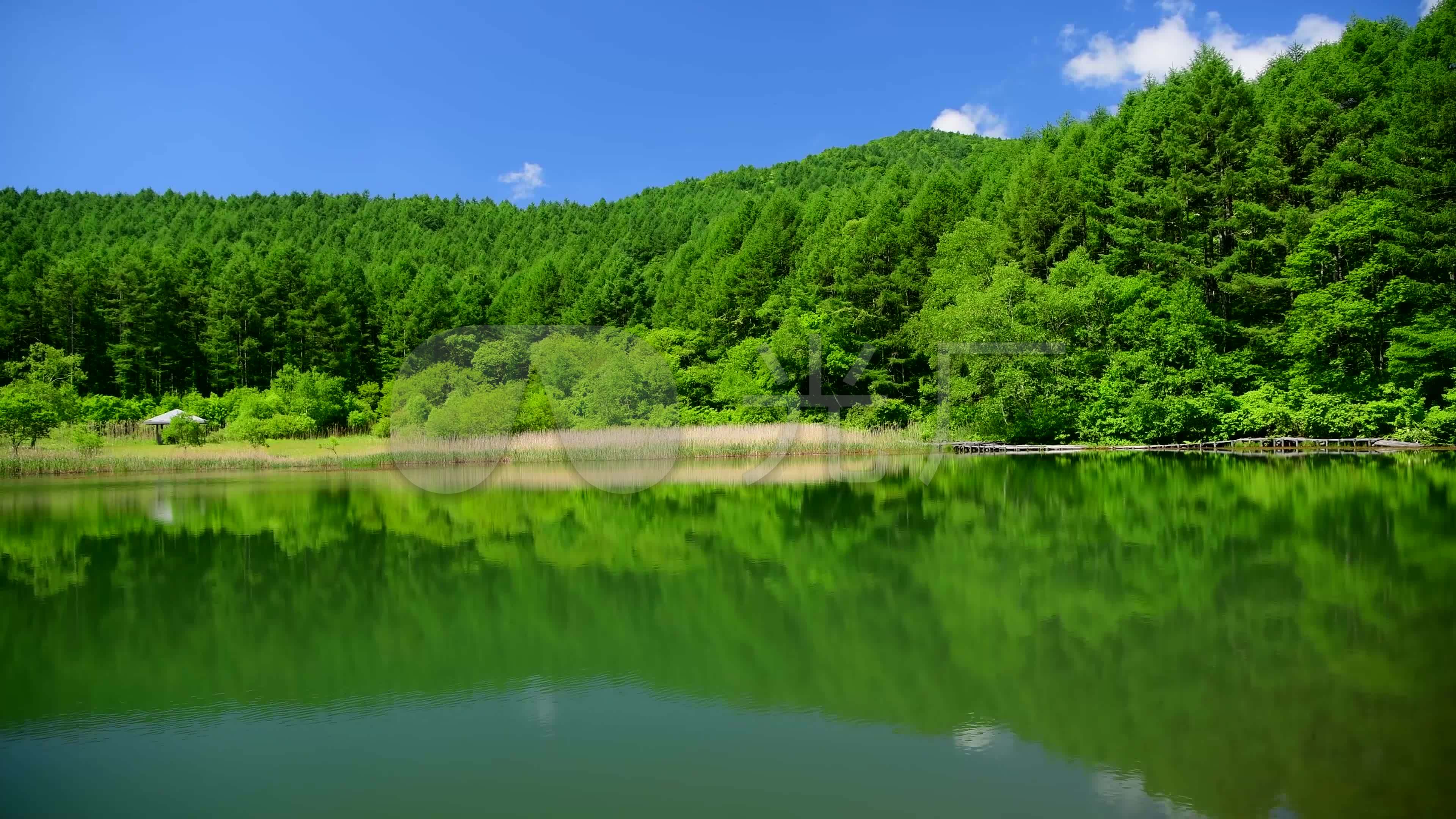 4k唯美大自然仲夏夏天蝉鸣绿色世界写意素