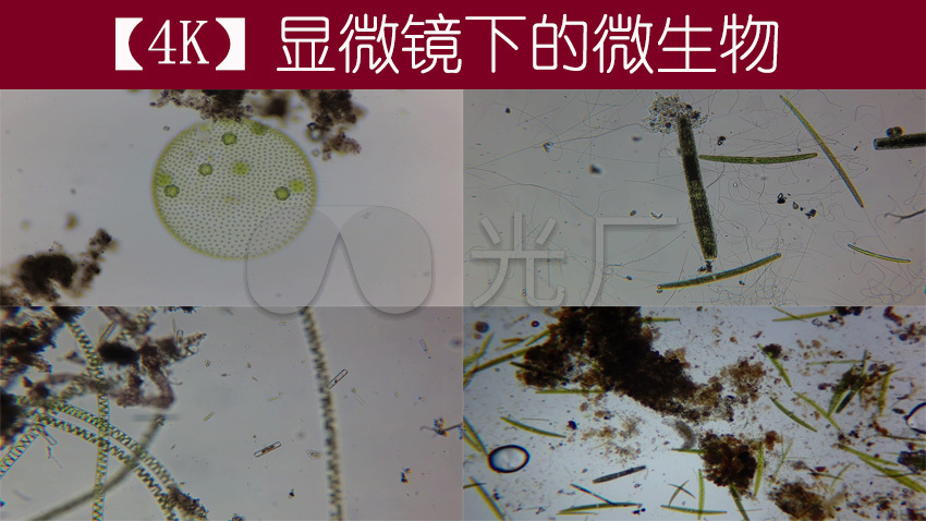 【4k】显微镜下的微生物