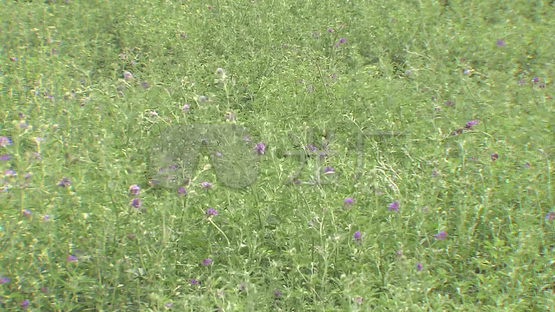 紫花苜蓿草植保高清素材_1920x1080_高清视频素材下载(编号:2673383)
