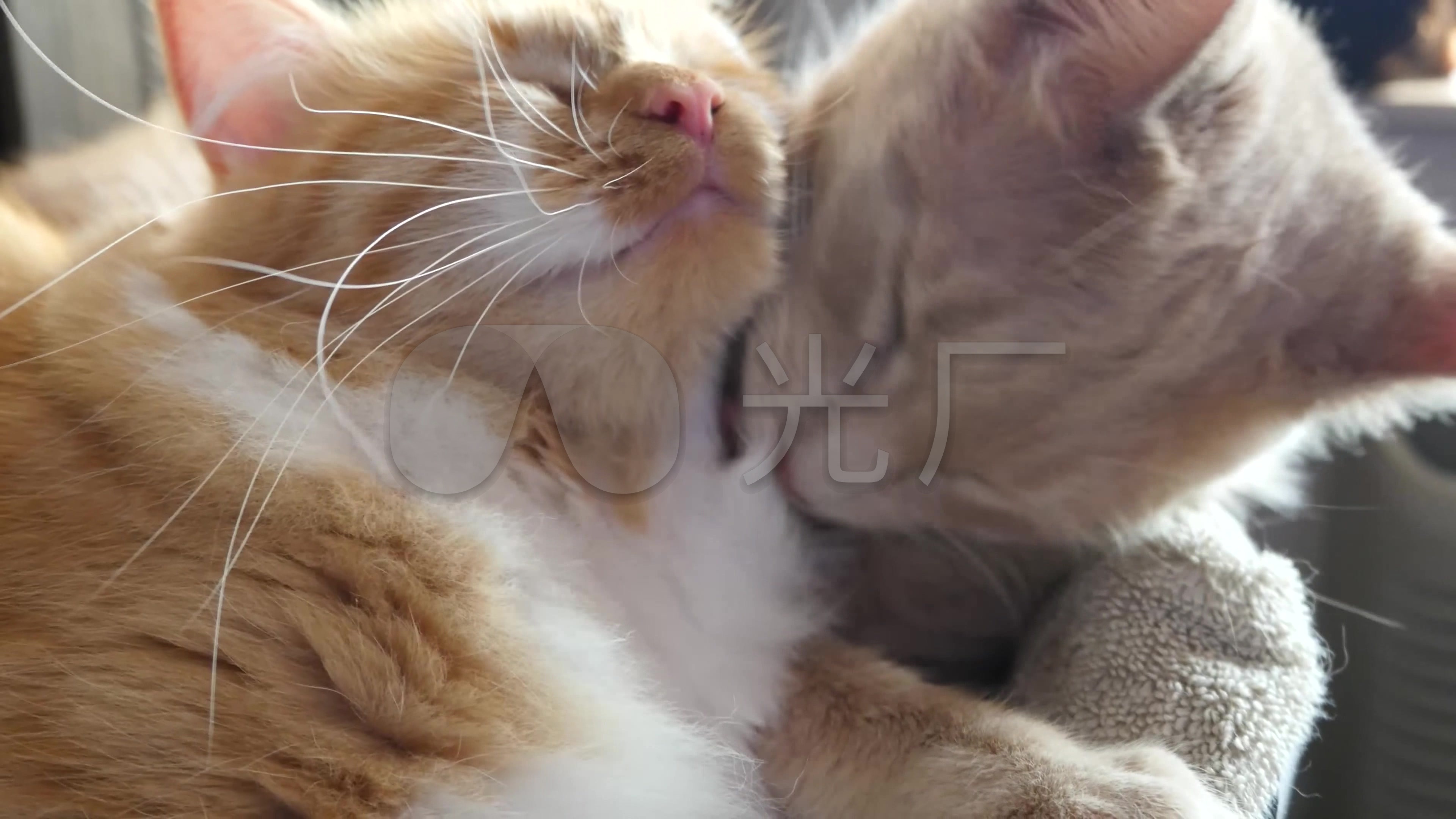 两只可爱的猫猫