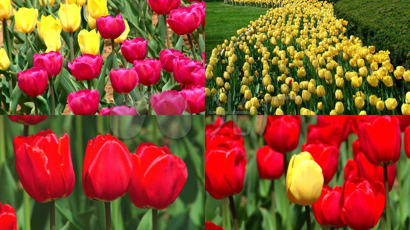 郁金香花    高清实拍素材