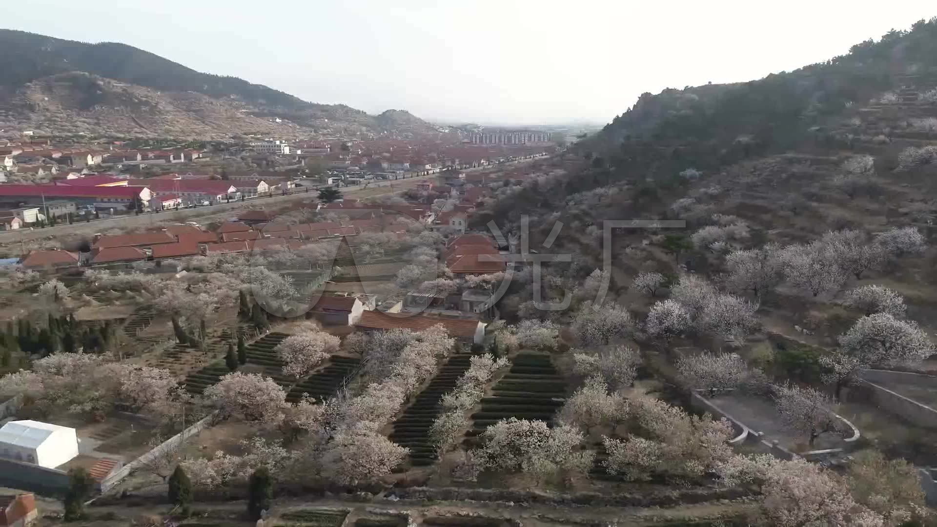青岛 崂山 樱花 盛开 树林 公园 景色 房屋 航拍