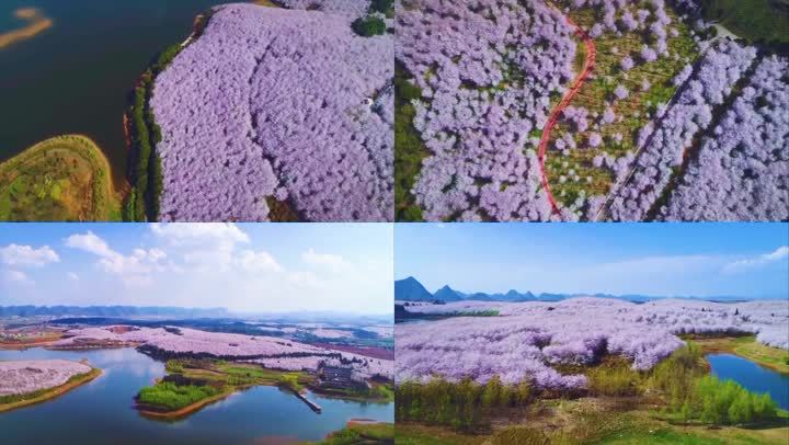 贵州平坝农场樱花园