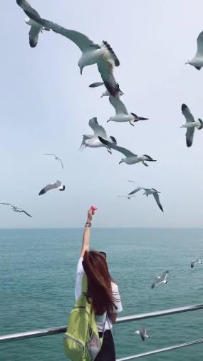 唯美女孩喂海鸥美景 【竖视频】海水雪山场景 夕阳海边风景_过往船只