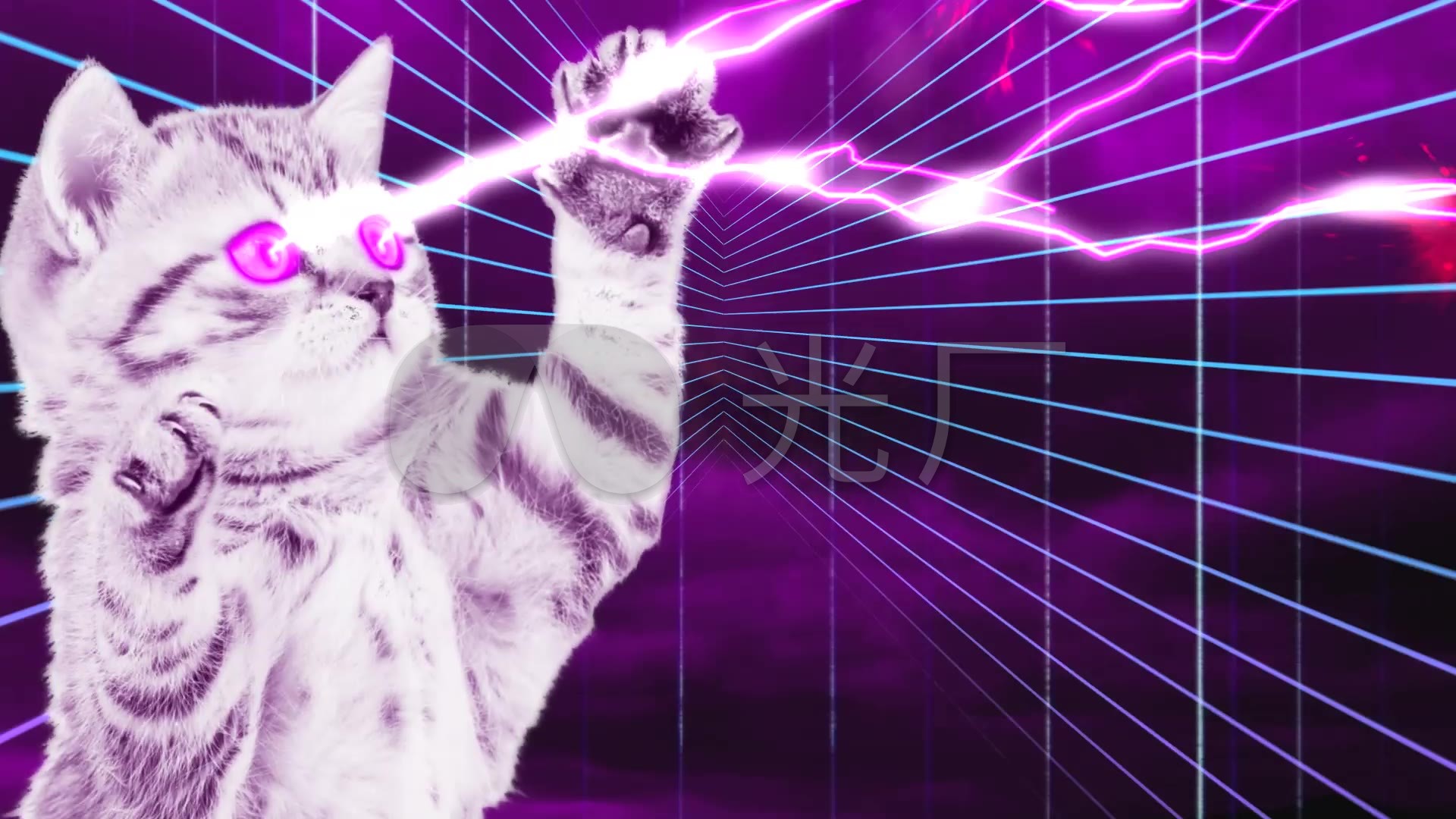 闪电猫_1920x1080_高清视频素材下载(编号:2687268)