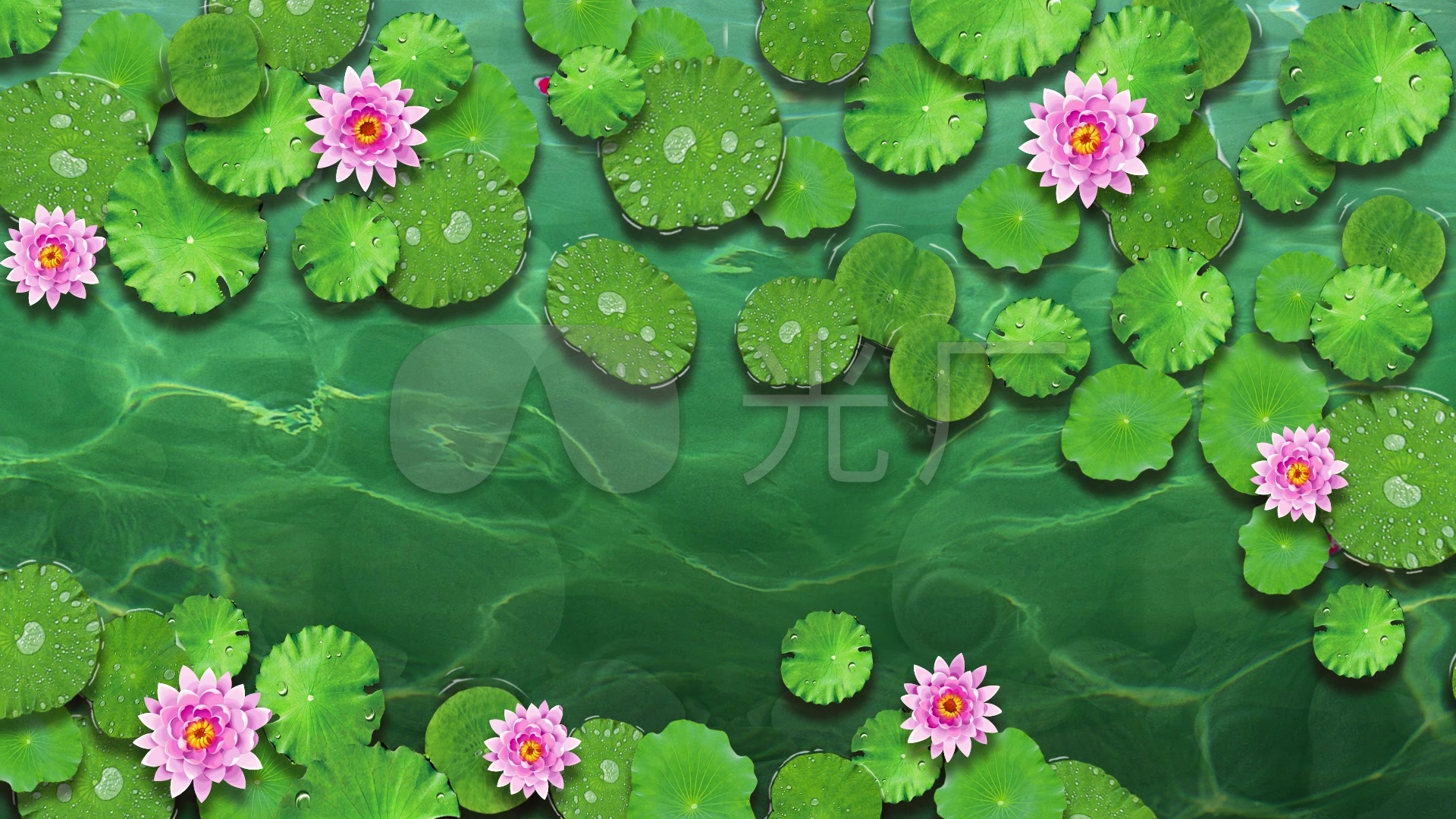 水面锦鲤荷塘循环背景